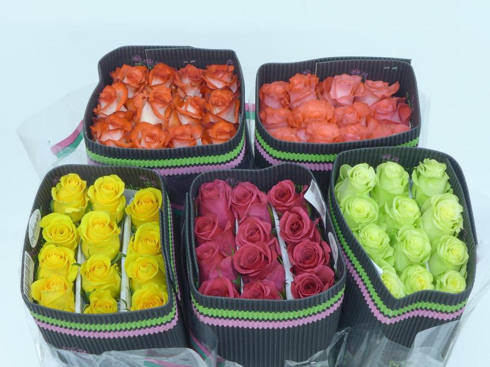 Rosa co mix DIRECT (col) x25