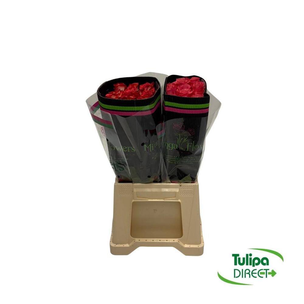 Rosa co mix DIRECT (col) x25