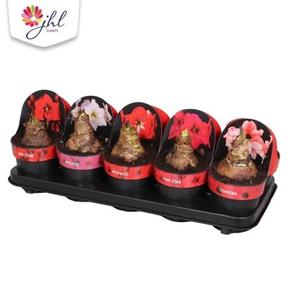 Hippeastrum Excellent mix