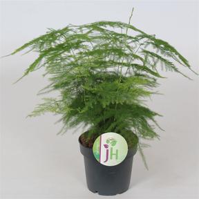 Asparagus plumosus