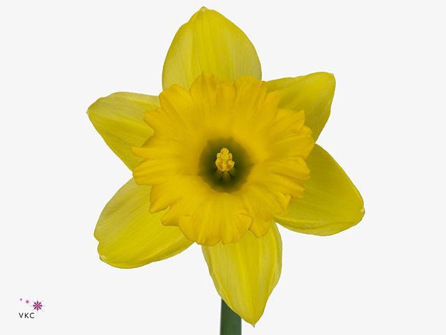 Narcissus dutch master