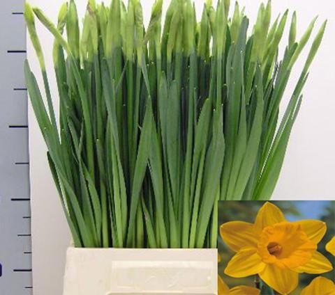 Narcissus dutch master