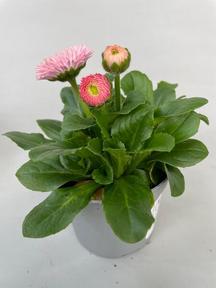 Bellis mix