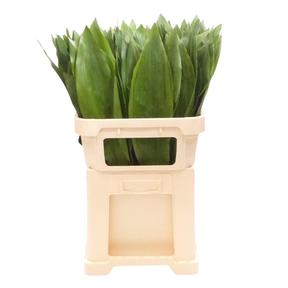 Zeleň - aspidistra velká bal.