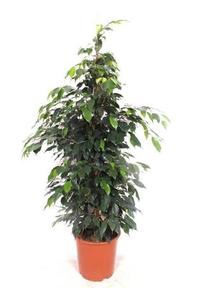 Ficus benj. Danielle