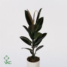 Ficus elastica Melany