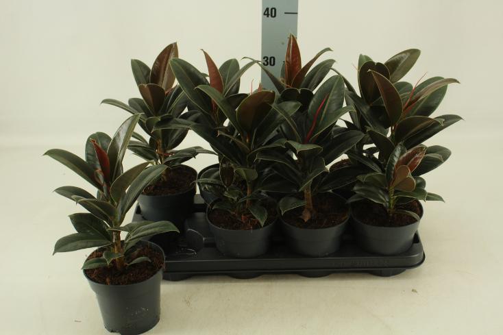 Ficus elastica Melany
