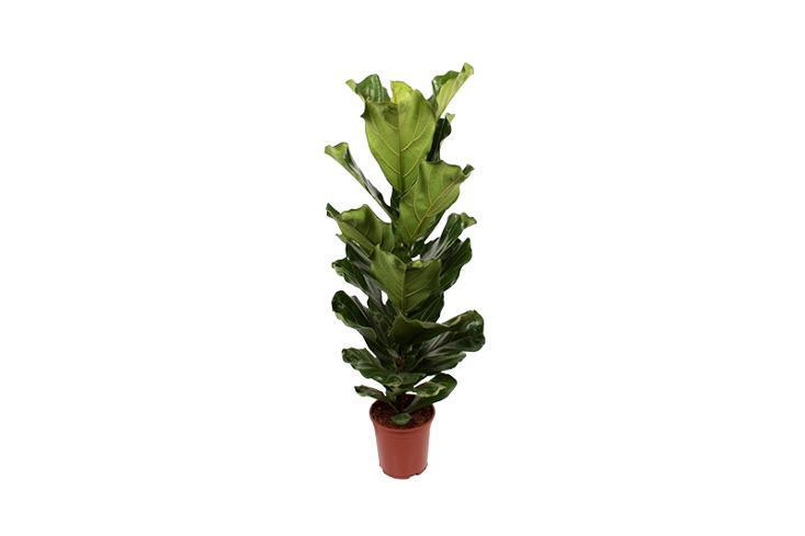 Ficus lyrata