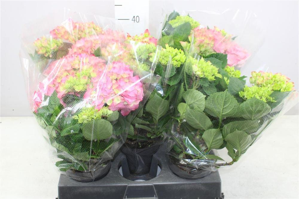 Hydrangea mix 4+