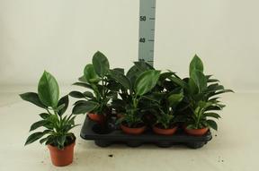 Philodendron Green Princess