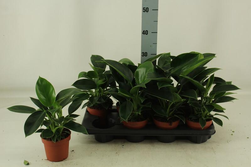 Philodendron Green Princess