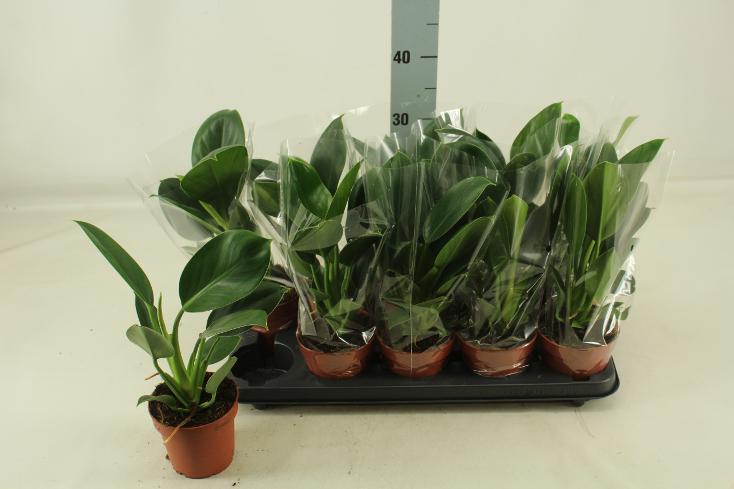 Philodendron Green Princess