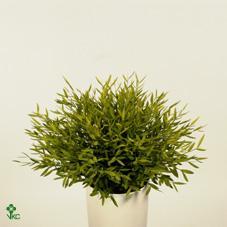 Pogonatherum Monica