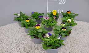 Viola NL