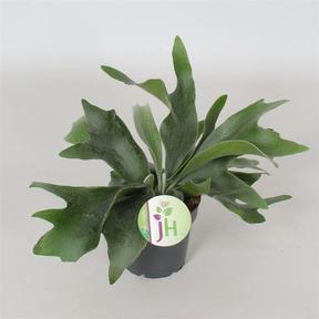 Platycerium