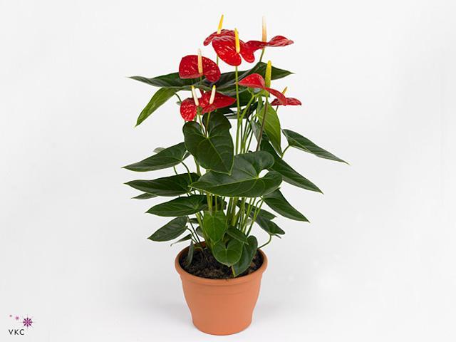 Anthurium red
