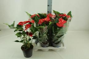Anthurium red