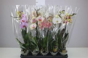 Phalaenopsis mix 1tak