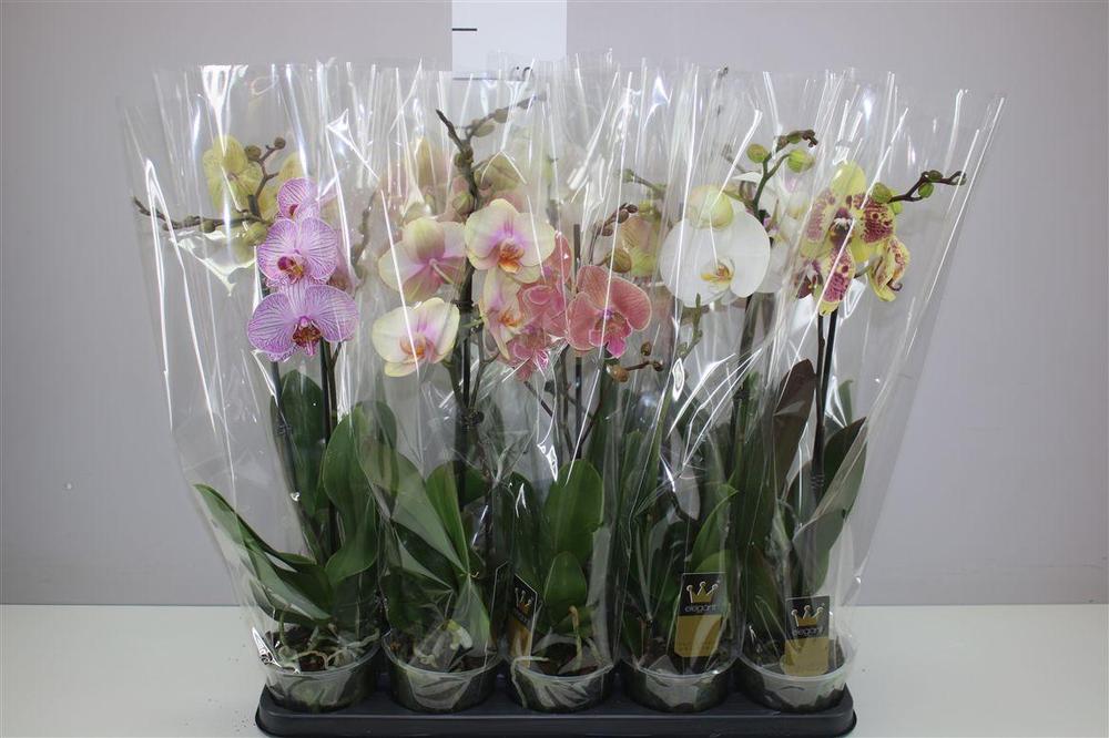 Phalaenopsis mix 1tak