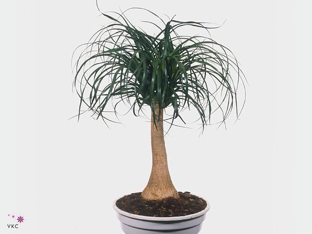 Beaucarnea