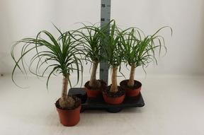 Beaucarnea