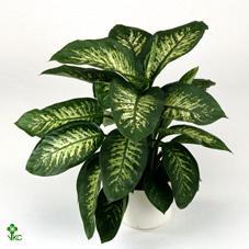 Dieffenbachia Green magic