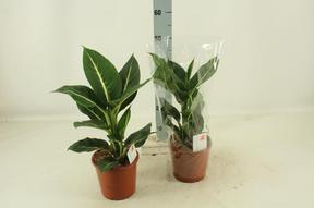 Dieffenbachia Green magic
