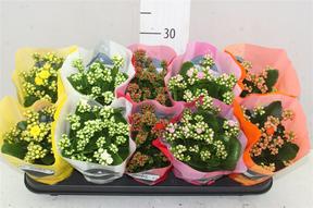 Kalanchoe Calandiva mix