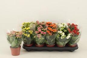 Kalanchoe Calandiva mix