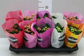 Kalanchoe Calandiva mix