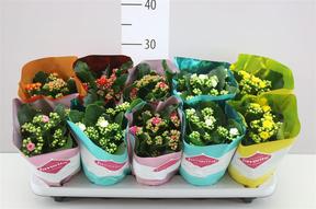 Kalanchoe Calandiva mix