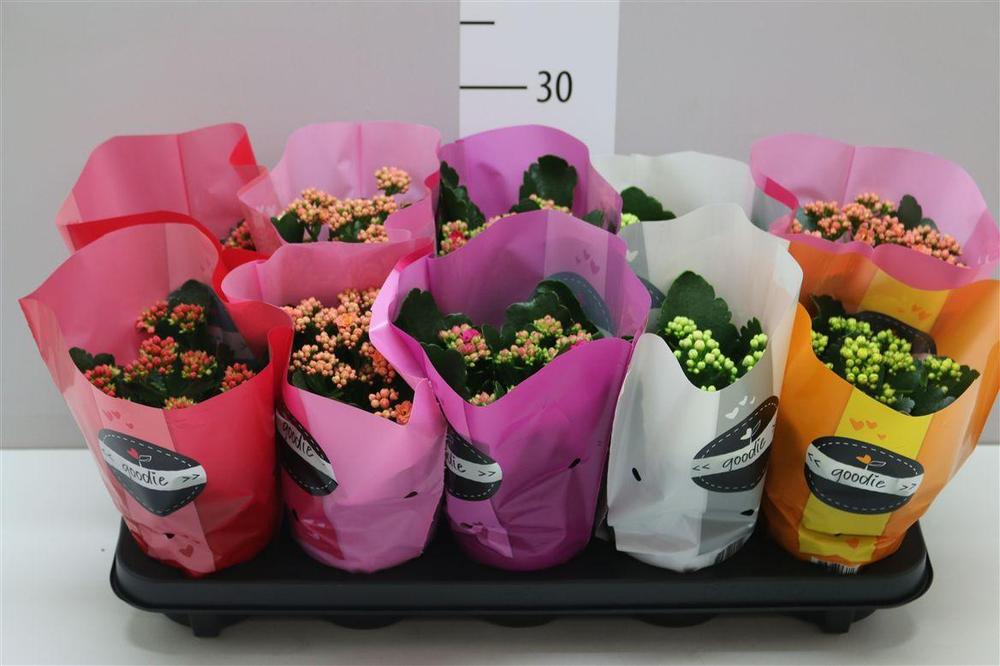 Kalanchoe Calandiva mix
