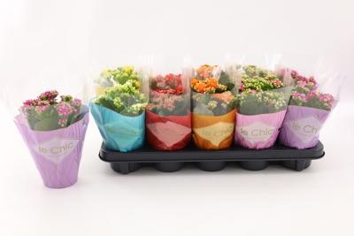 Kalanchoe Calandiva mix