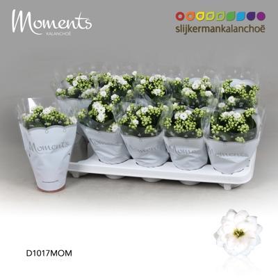 Kalanchoe Calandiva mix