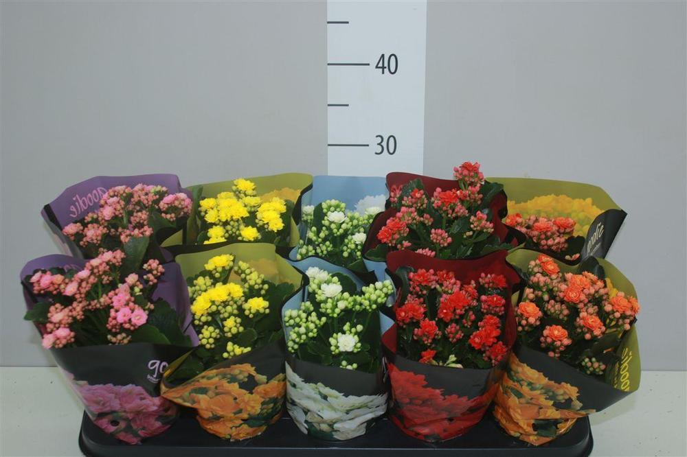 Kalanchoe Calandiva mix