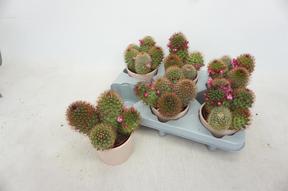 Mammillaria mix