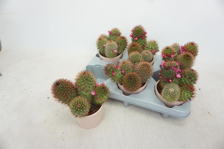 Mammillaria mix