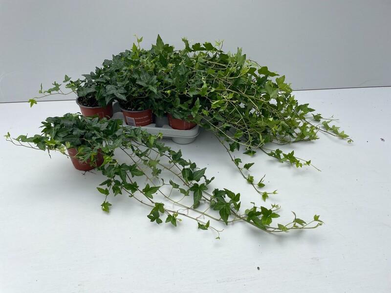 Hedera Shamrock