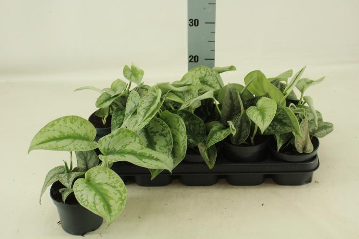 Scindapsus pictus