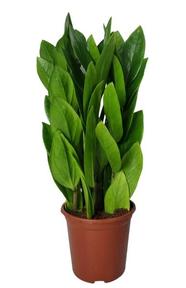 Zamioculcas 3+