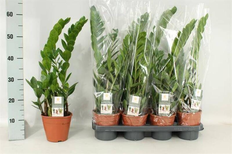 Zamioculcas 3+