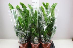 Zamioculcas