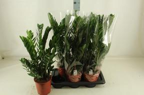 Zamioculcas
