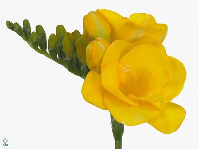 Freesia du soleil
