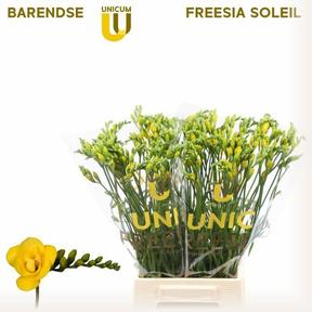 Freesia du soleil