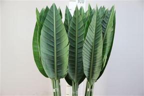 Zeleň - strelitzia list