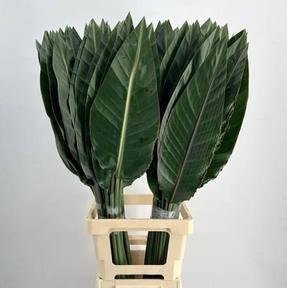Zeleň - strelitzia list
