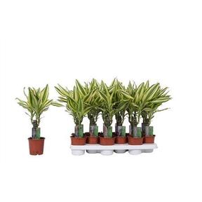 Dracaena fra. Yellow Coast