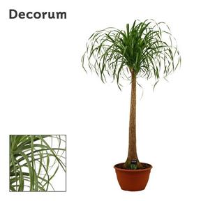 Beaucarnea 1 kmen