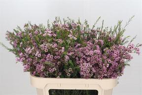 Chamelaucium early nir